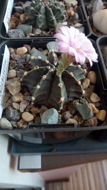 14.08.2019 - Gymnocalycium mihanovichii