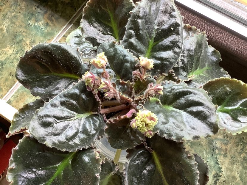  - LE Hydrangea