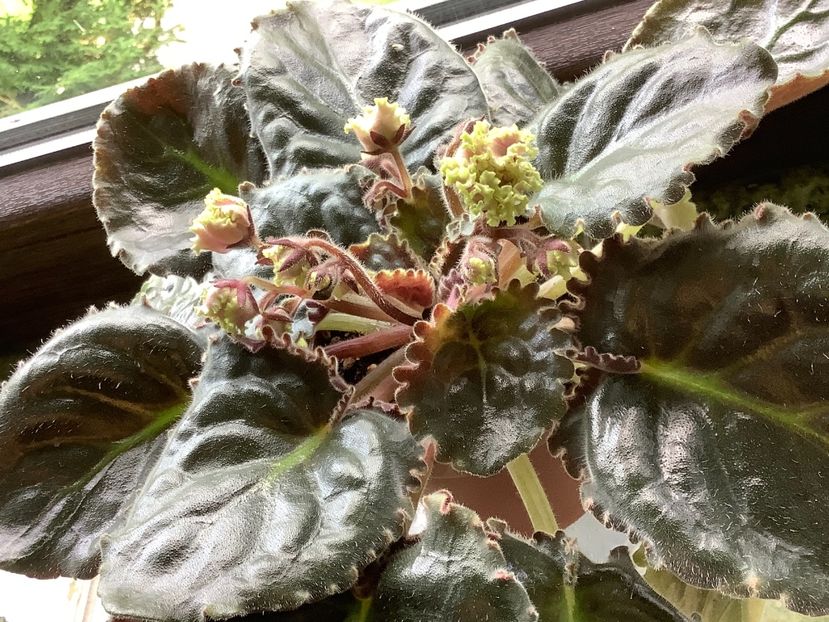  - LE Hydrangea