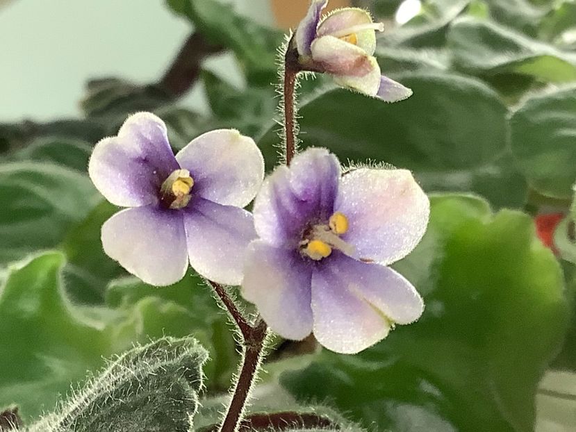  - Saintpaulia ionantha subsp velutina lite