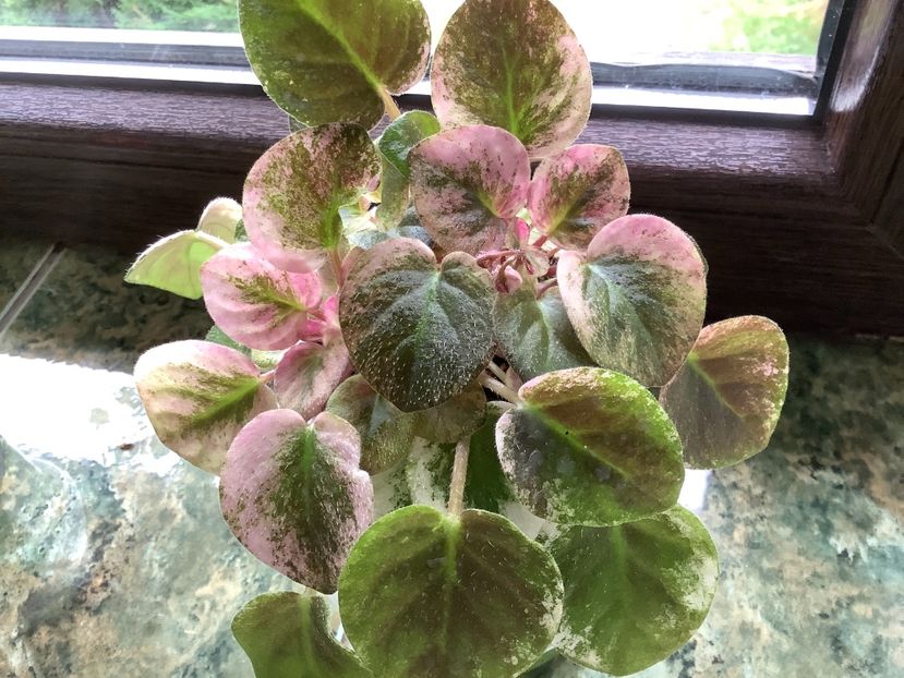  - Ramblin Dots sport