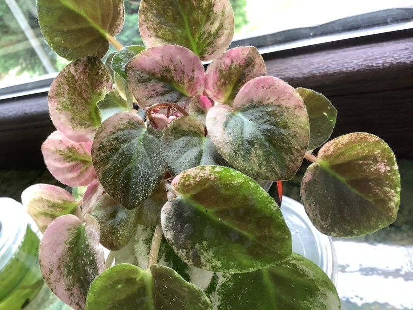  - Ramblin Dots sport