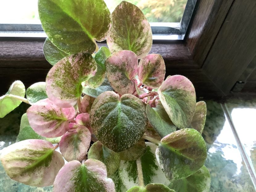  - Ramblin Dots sport