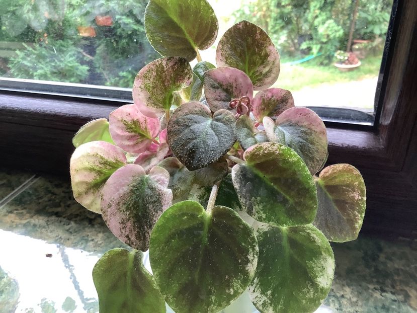  - Ramblin Dots sport