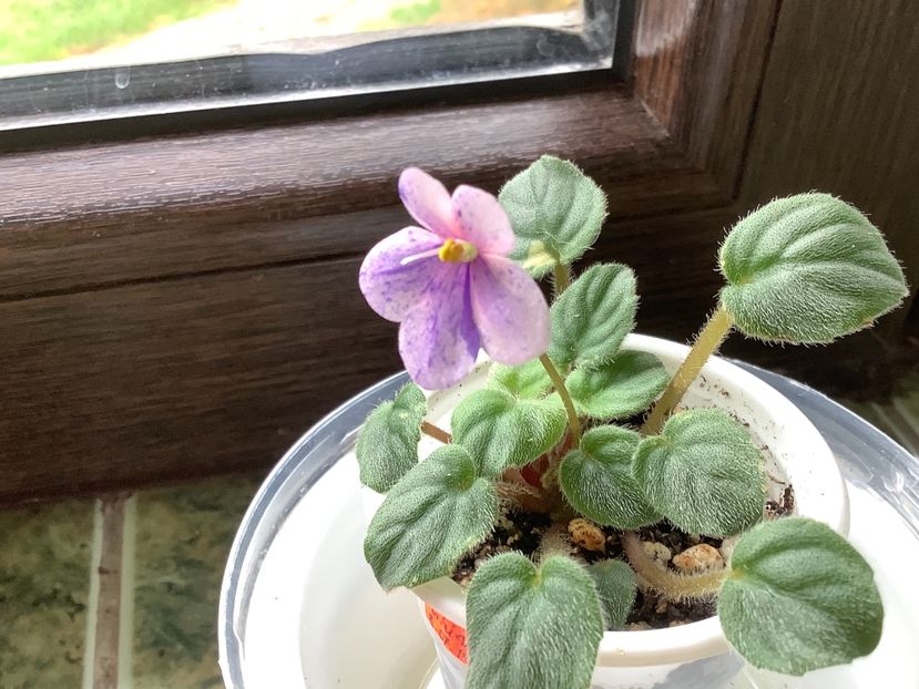  - Rob s Mirriwinni ch