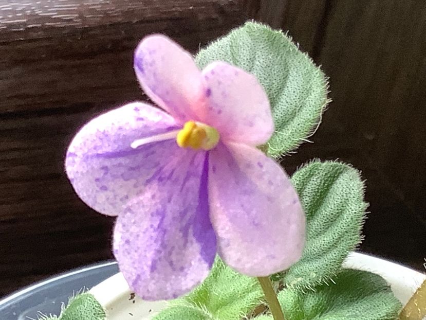  - Rob s Mirriwinni ch