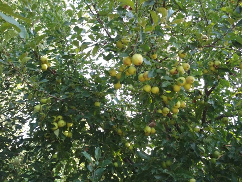 Golden - Meri