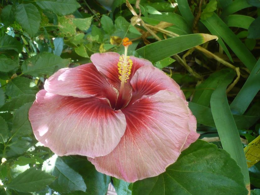 15.08.2019 - HIBISCUSI 2019-2