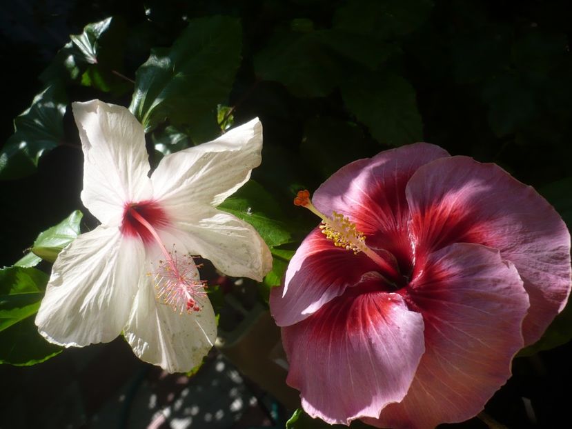 P1420523 - HIBISCUSI 2019-2