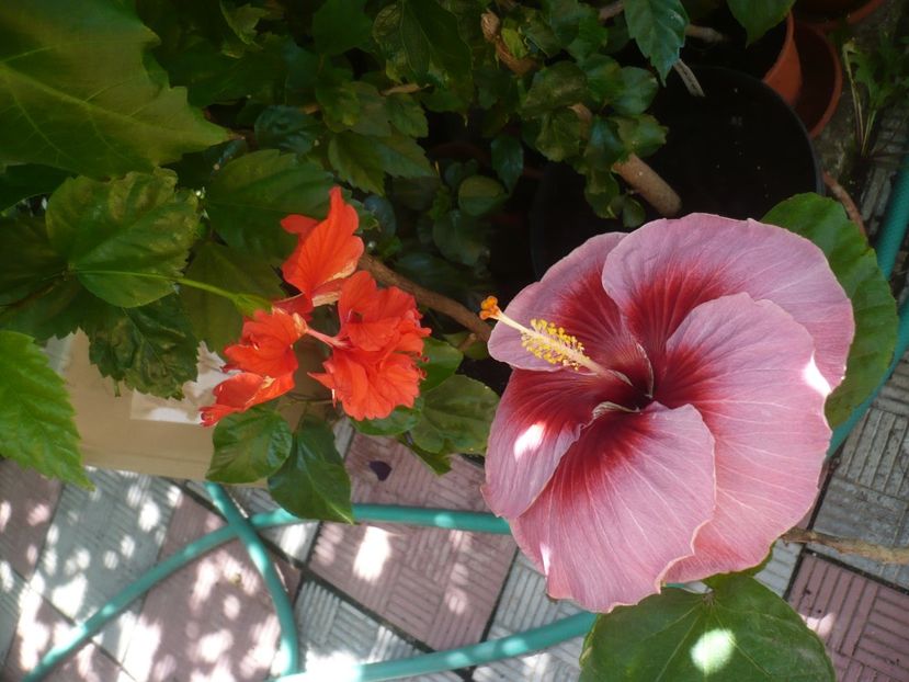 P1420524 - HIBISCUSI 2019-2