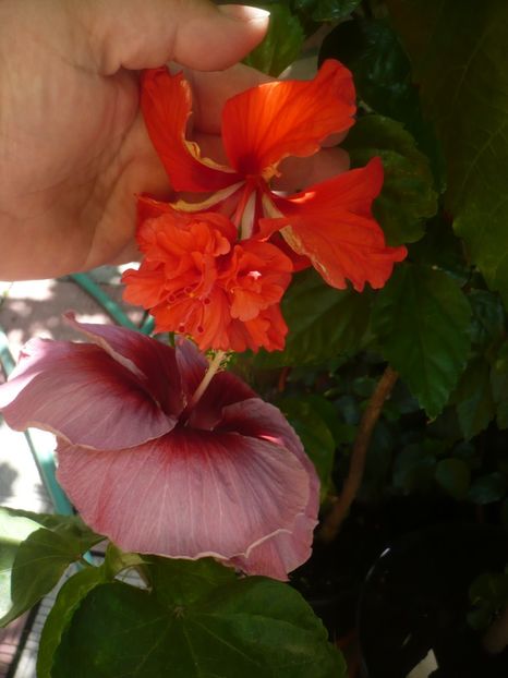 P1420525 - HIBISCUSI 2019-2