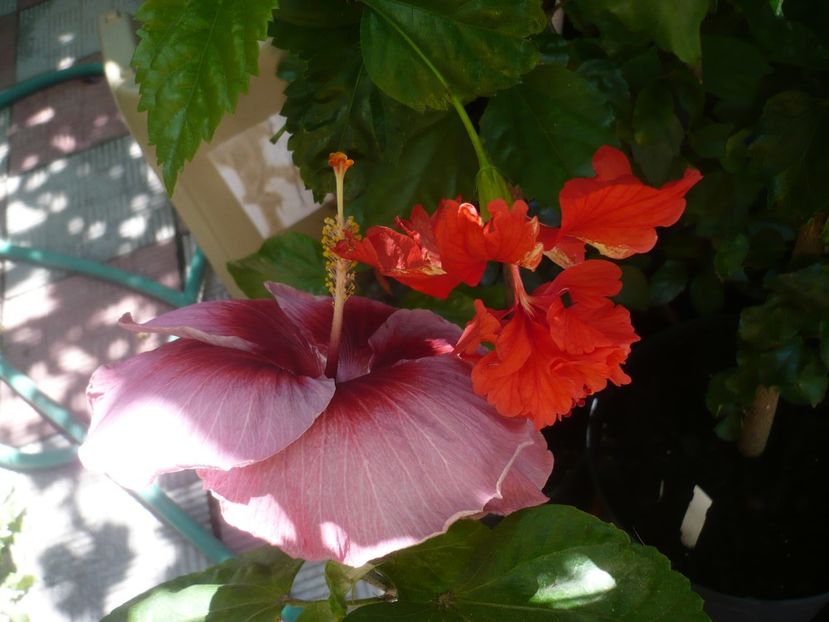 P1420526 - HIBISCUSI 2019-2