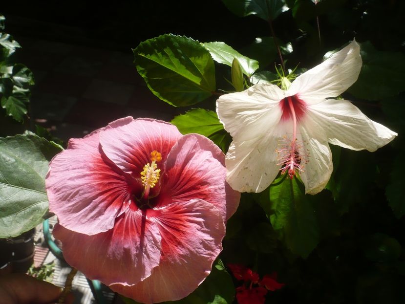 P1420527 - HIBISCUSI 2019-2