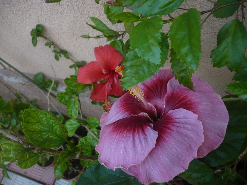 P1420528 - HIBISCUSI 2019-2