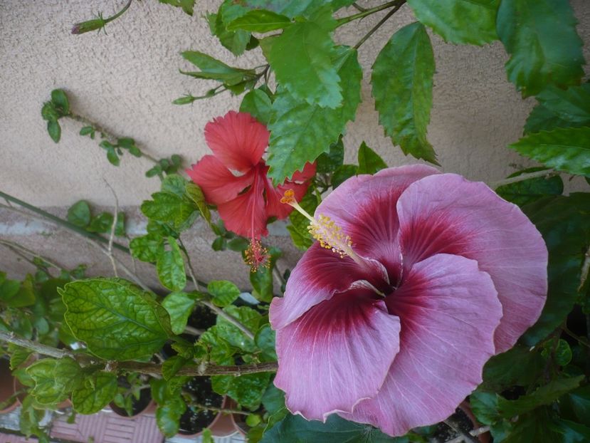 P1420529 - HIBISCUSI 2019-2