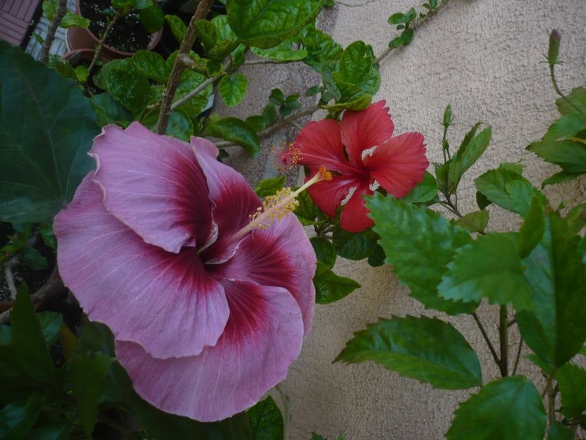 P1420530 - HIBISCUSI 2019-2