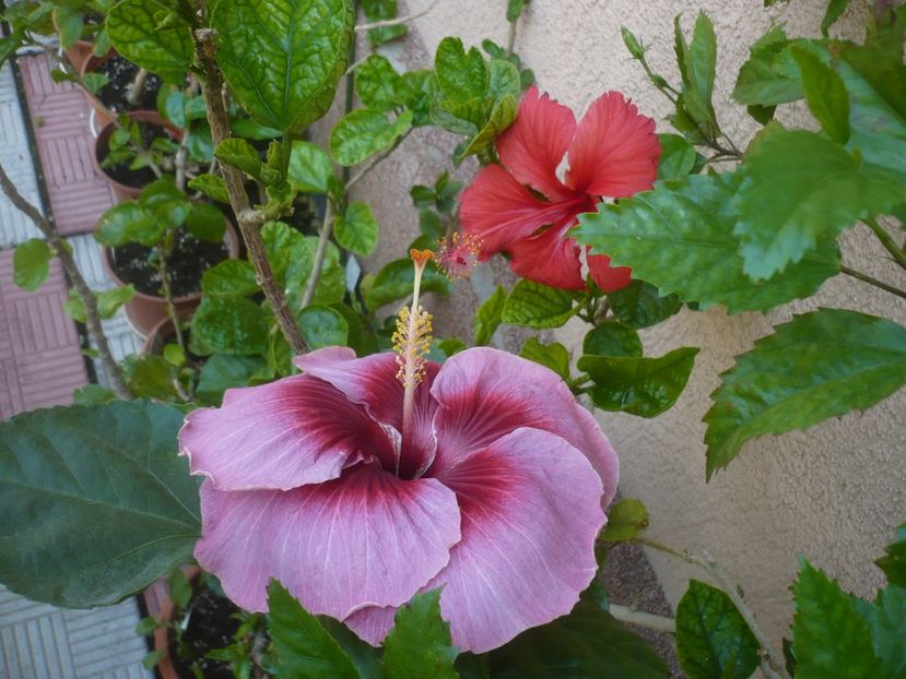 P1420531 - HIBISCUSI 2019-2