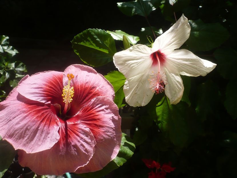 P1420532 - HIBISCUSI 2019-2