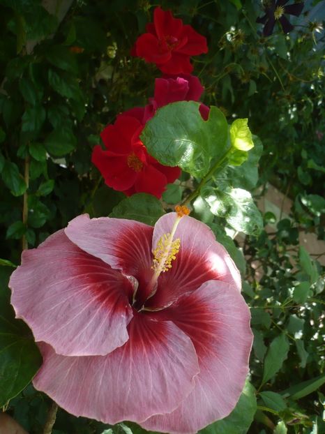 P1420533 - HIBISCUSI 2019-2