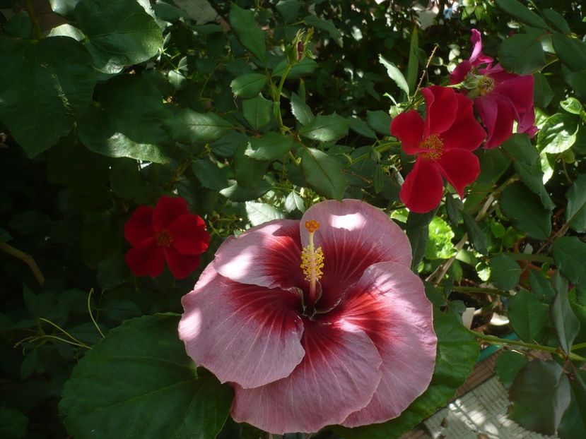 P1420534 - HIBISCUSI 2019-2