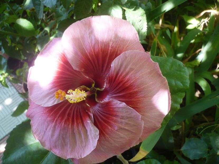 P1420535 - HIBISCUSI 2019-2