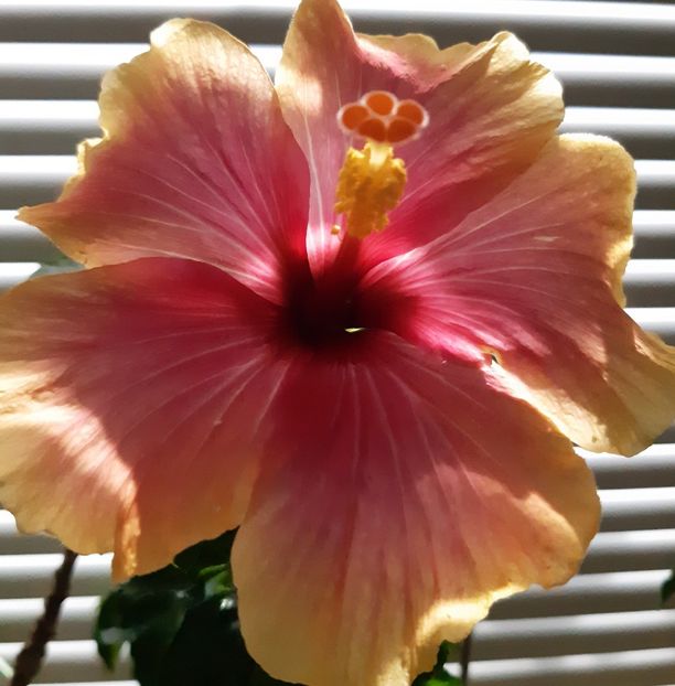  - HIBISCUSI - 2019_2021-2022-2023