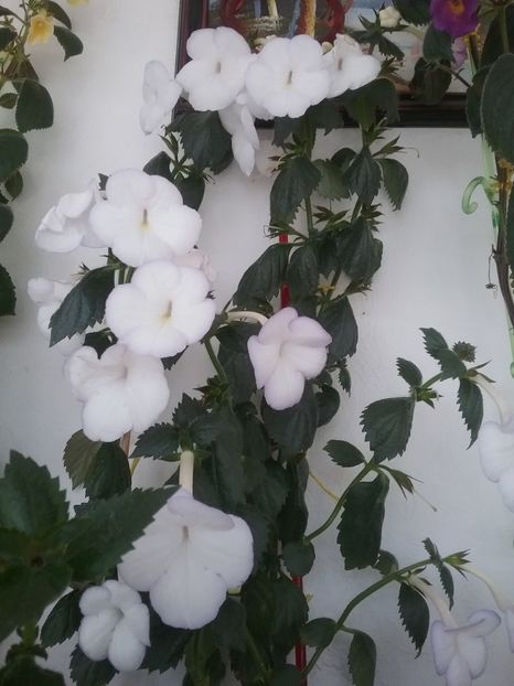  - MORNING DRIZZLE