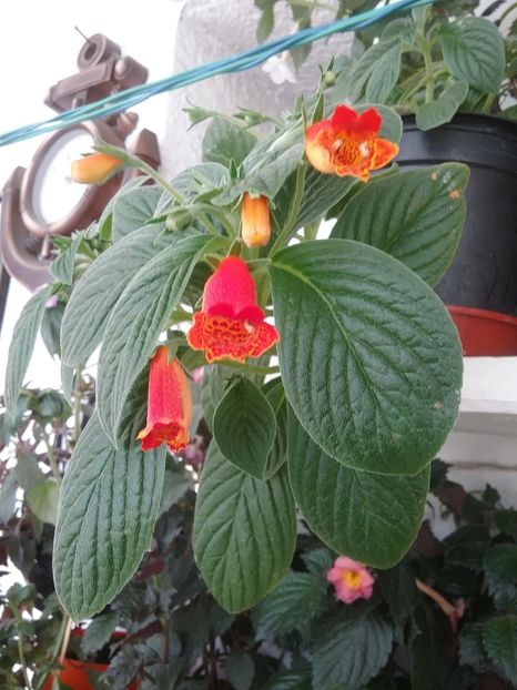  - SEEMANNIA EVITA