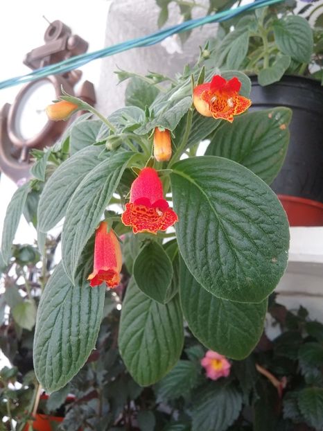  - SEEMANNIA EVITA