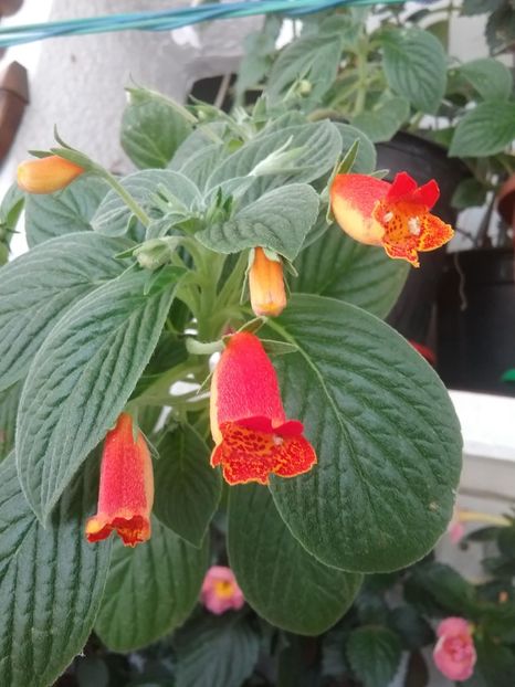  - SEEMANNIA EVITA