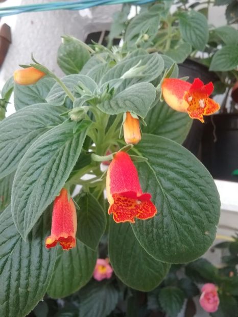  - SEEMANNIA EVITA