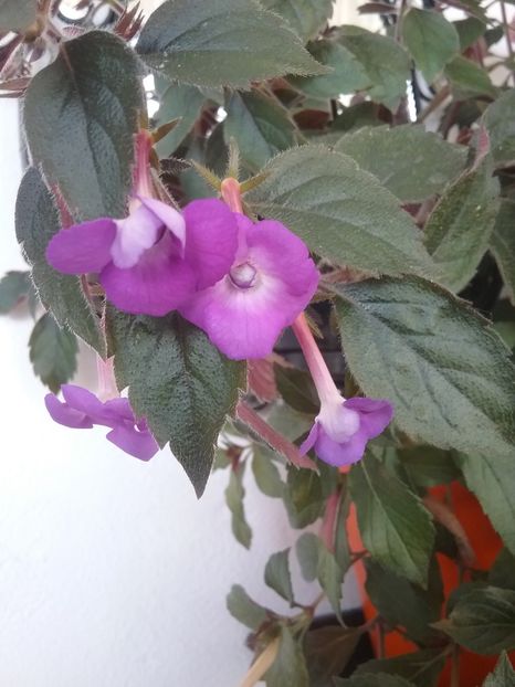  - Violaceea semiplena