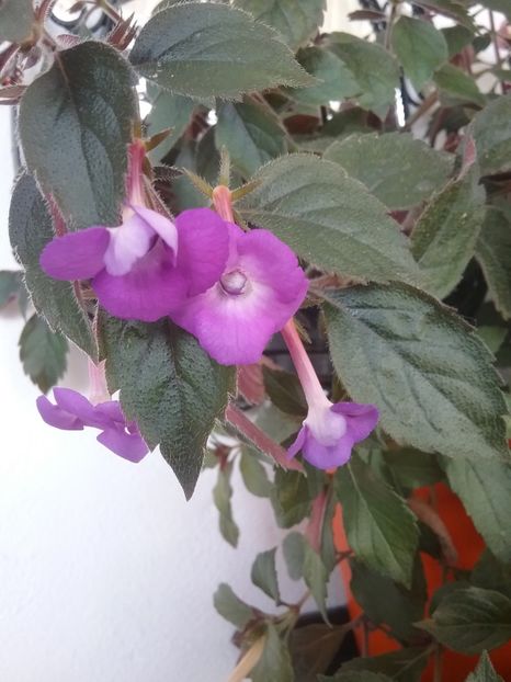  - Violaceea semiplena