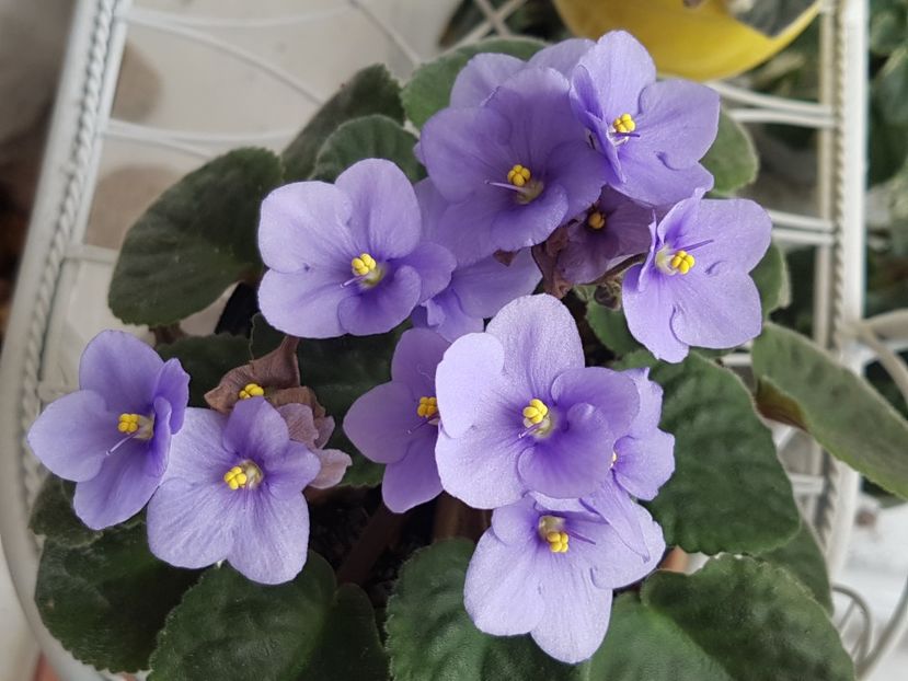  - Violete no name