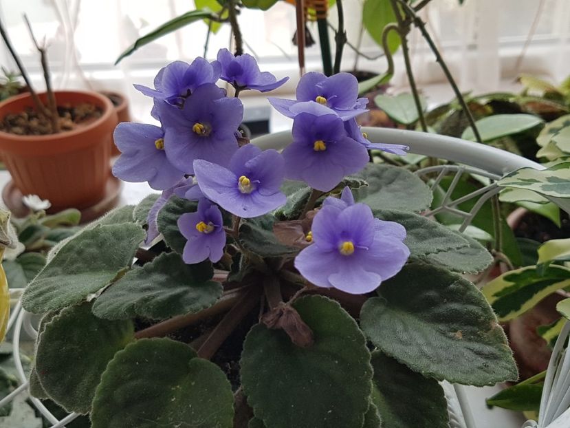  - Violete no name