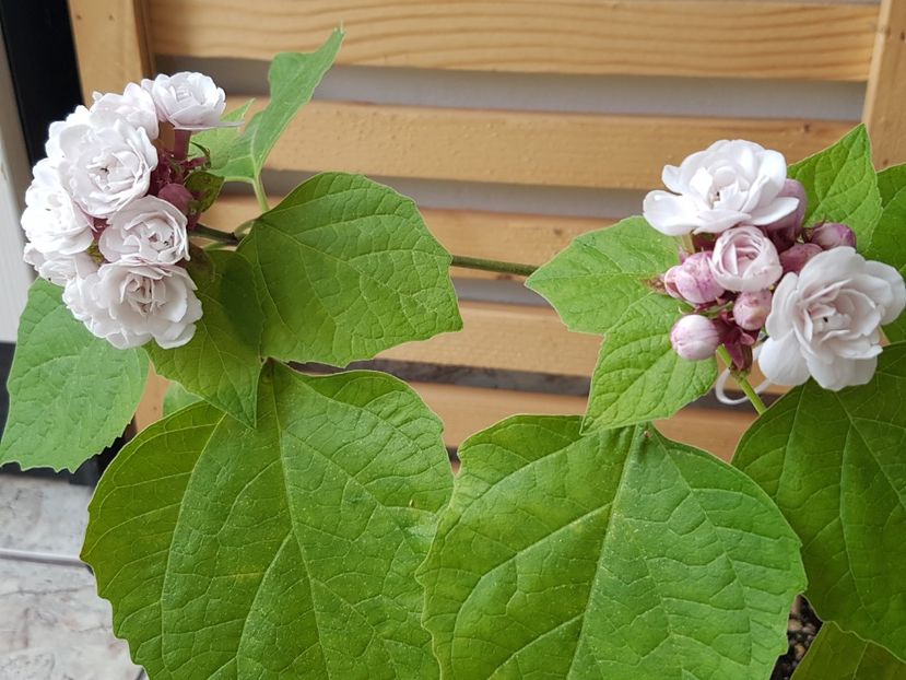  - Clerodendrum fragrans