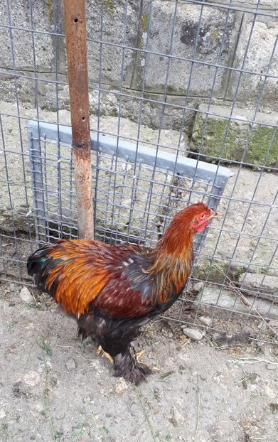  - Brahma potarnichiu albastru silver Orange bobat si HI