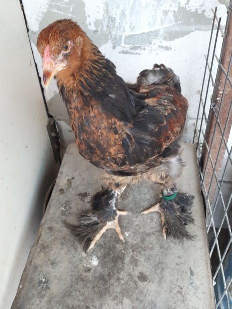  - Brahma potarnichiu albastru silver Orange bobat si HI
