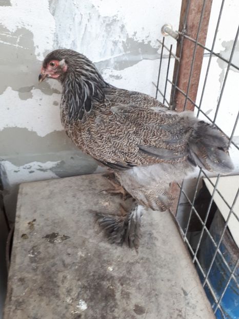  - Brahma potarnichiu albastru silver Orange bobat si HI