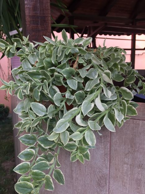 55EC211E-7471-4D1A-AEBE-8B972E5CBC13 - Florii 2019