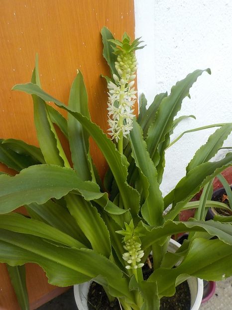  - eucomis