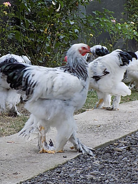  - VIITOR SPERANTE PTR 2020