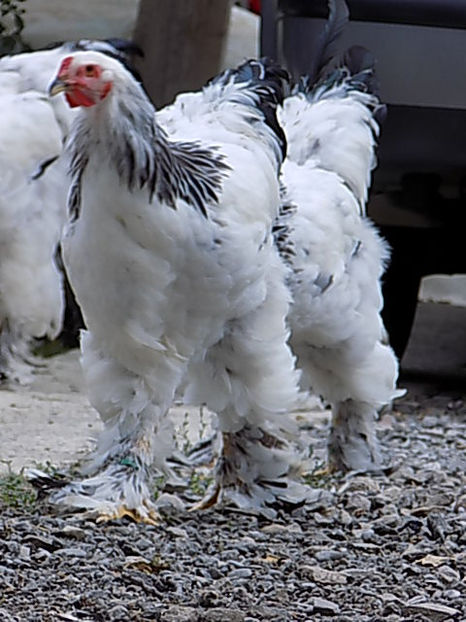  - VIITOR SPERANTE PTR 2020