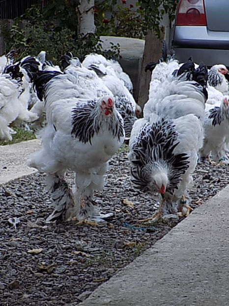  - VIITOR SPERANTE PTR 2020