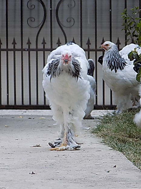  - VIITOR SPERANTE PTR 2020