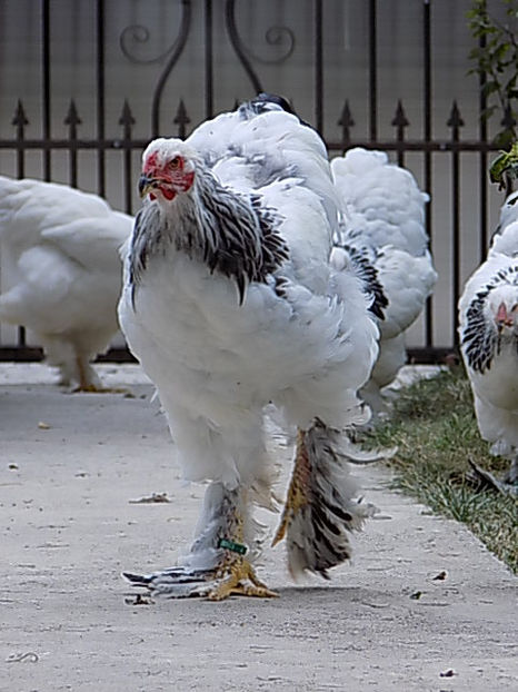  - VIITOR SPERANTE PTR 2020