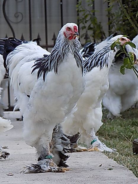  - VIITOR SPERANTE PTR 2020