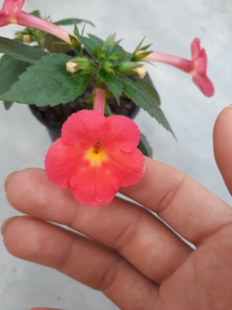  - Achimenes 2019
