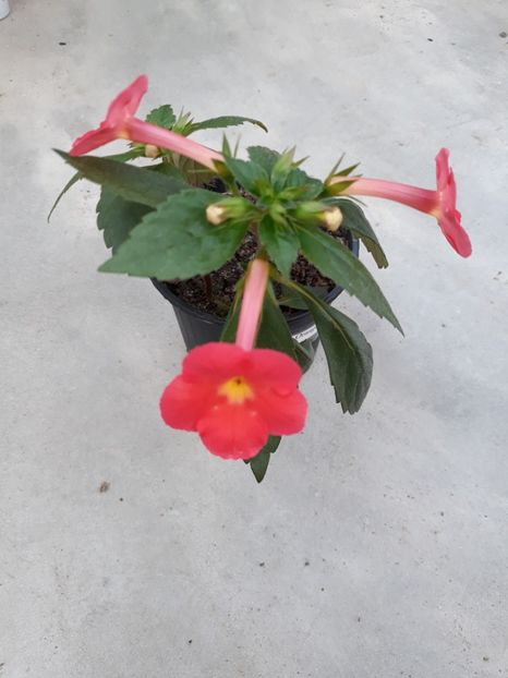  - Achimenes 2019