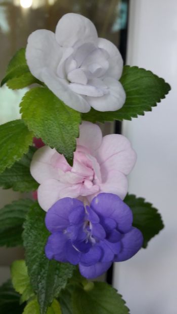 ❤❤❤ - Double Blue Rose